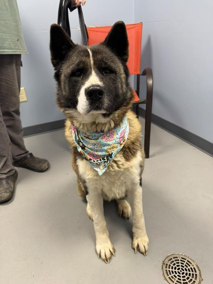 Enlarge Barbie , a ADOPTABLE Akita in Zanesville, OH image 2/2