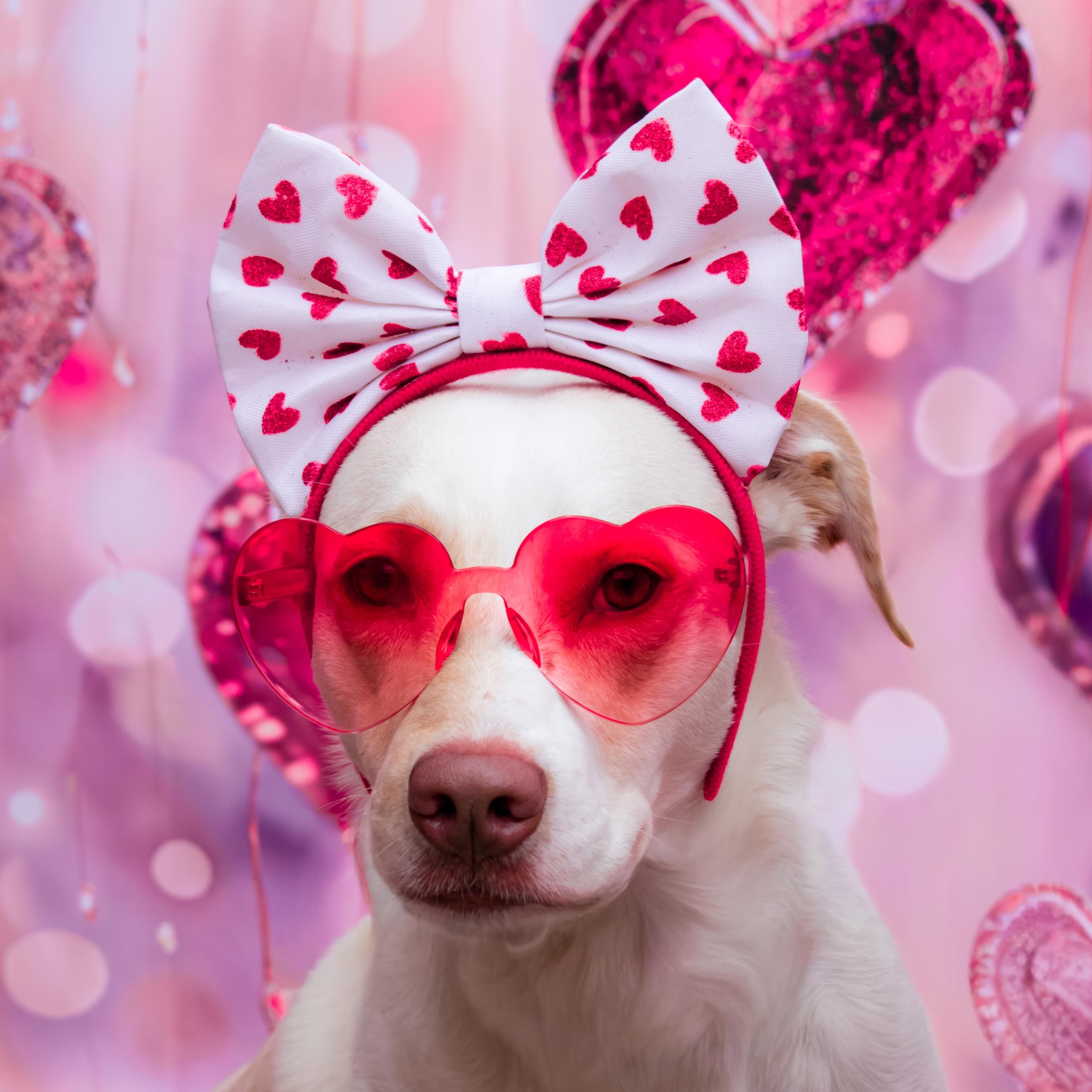 Daisy , ADOPTABLE, Young Female Mixed Breed.