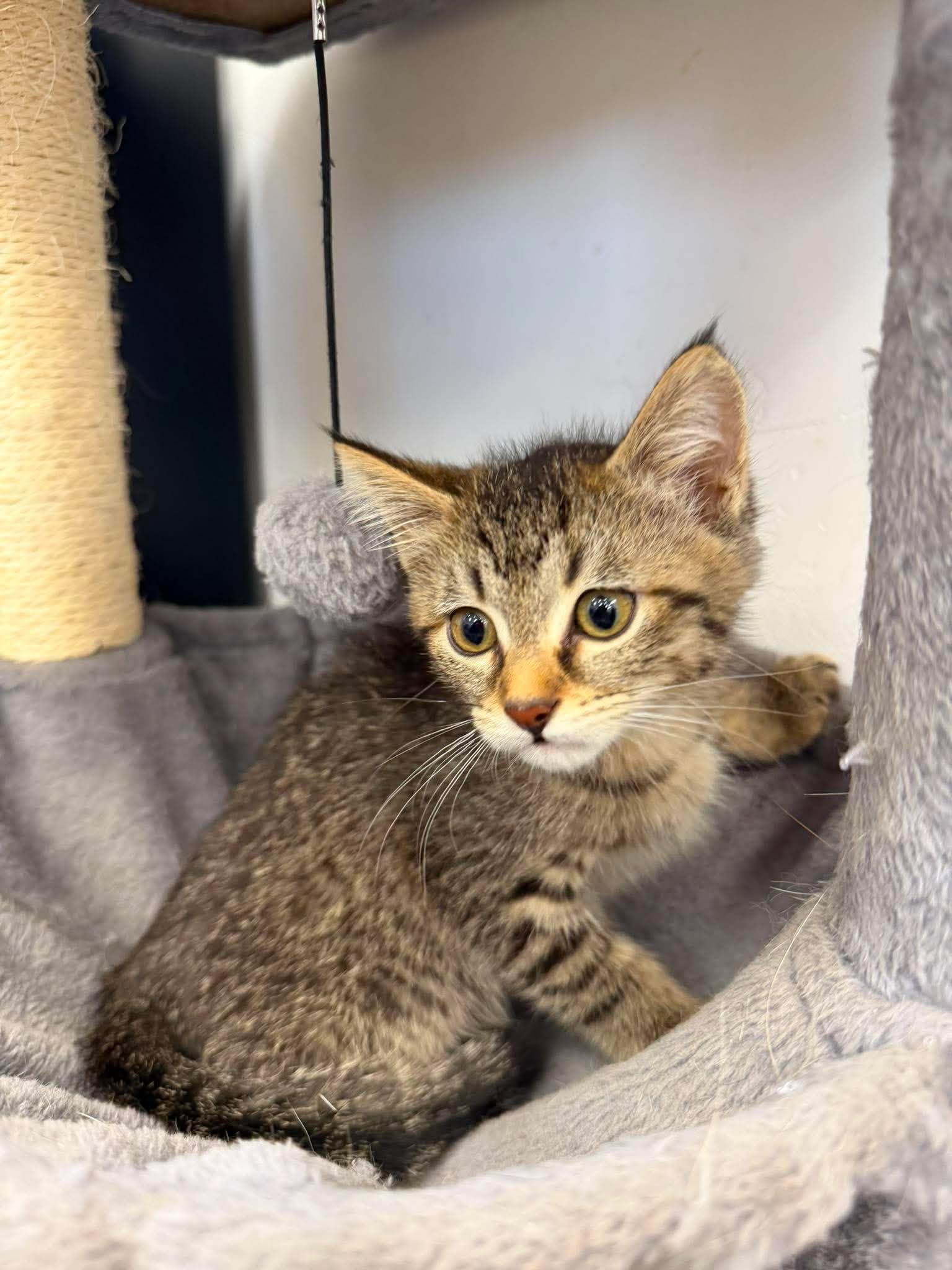 Elide, a ADOPTABLE Domestic Short Hair in Roosevelt, UT image 3/5