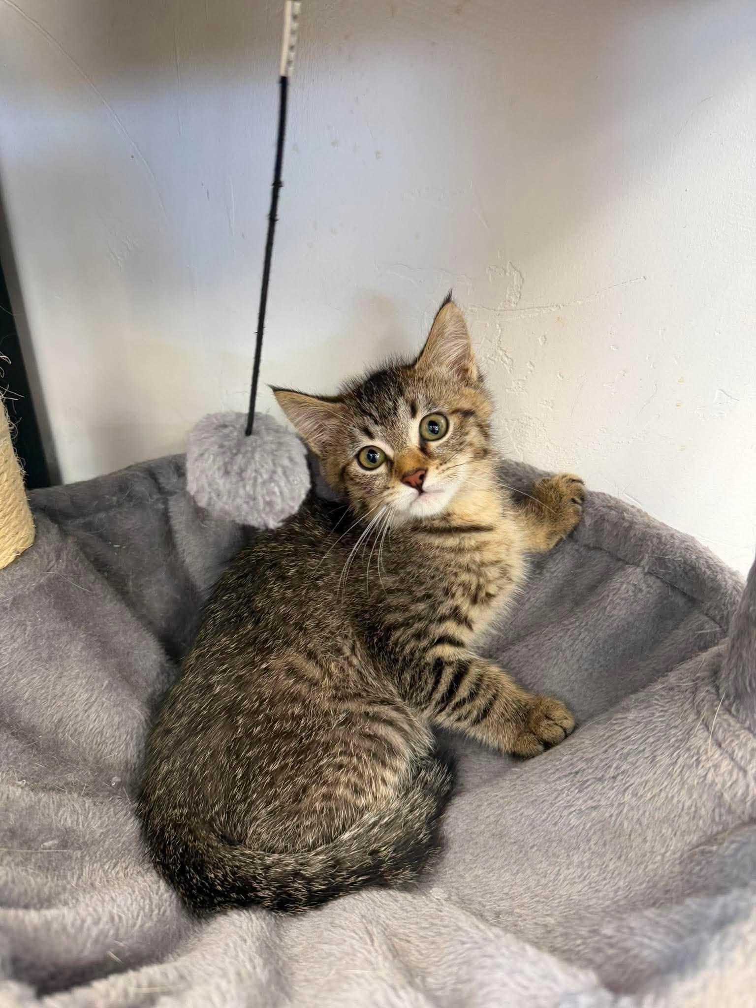 Elide, a ADOPTABLE Domestic Short Hair in Roosevelt, UT image 4/5