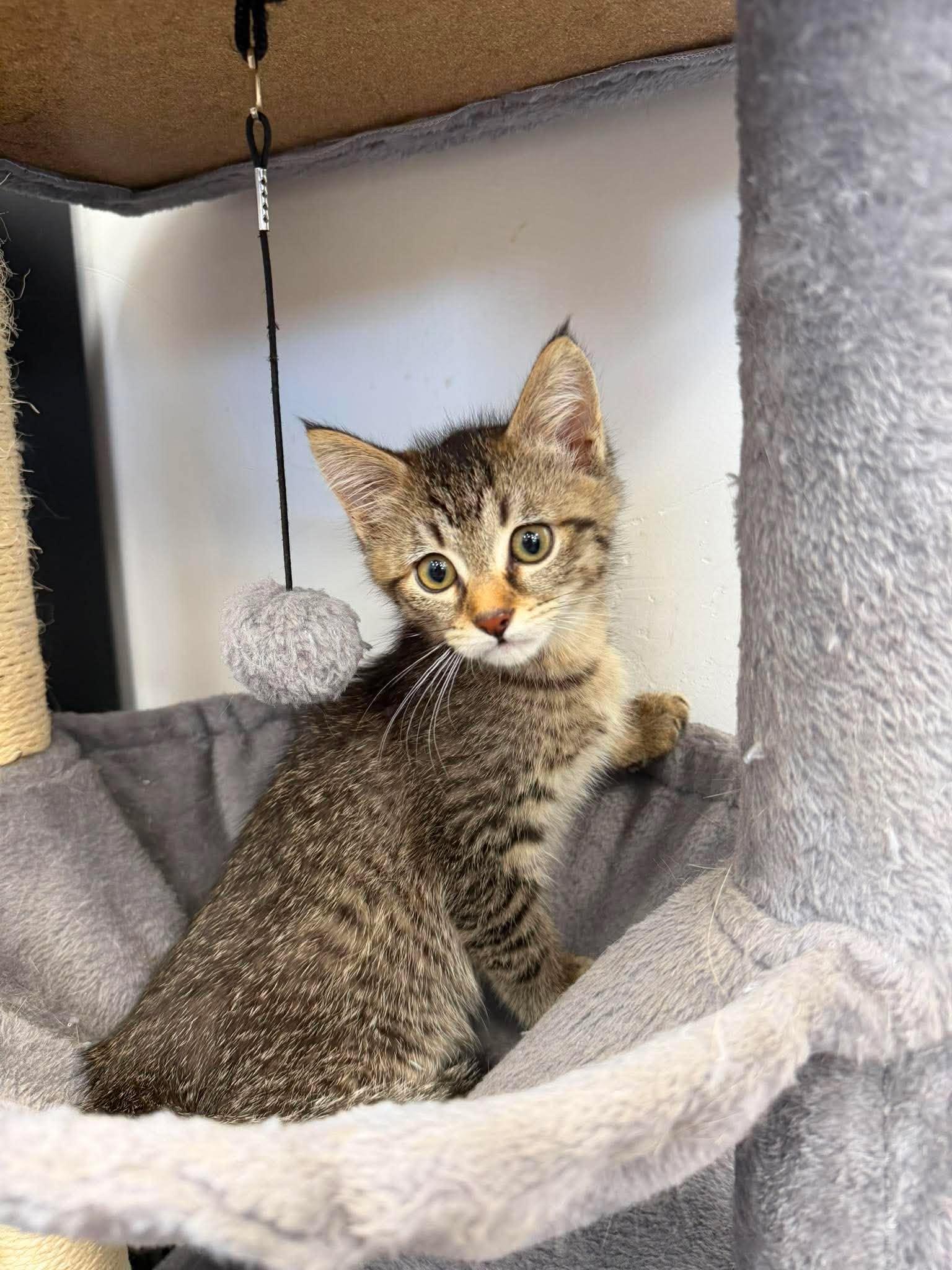 Elide, ADOPTABLE, Young Female Domestic Short Hair.