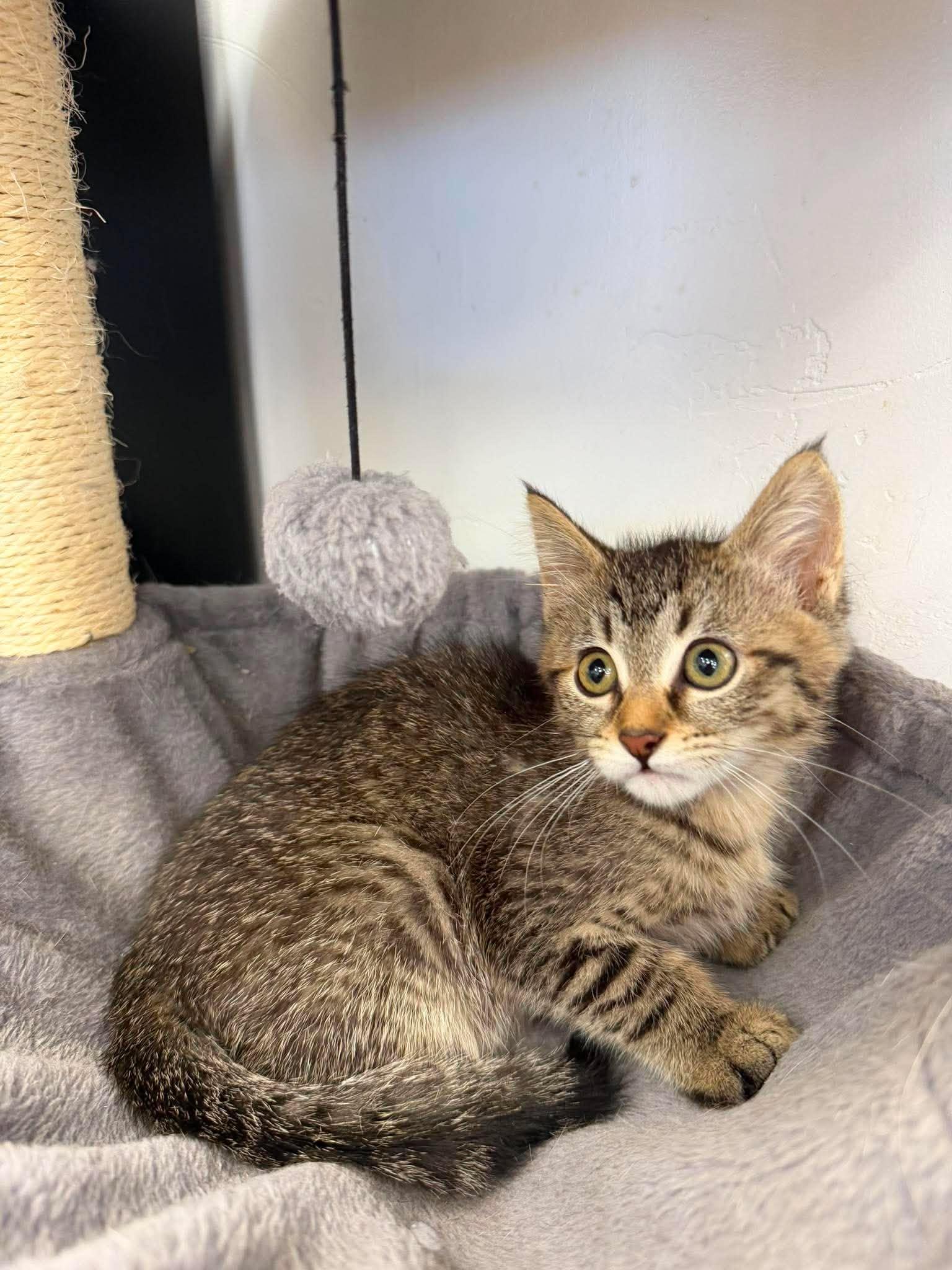 Elide, a ADOPTABLE Domestic Short Hair in Roosevelt, UT image 5/5