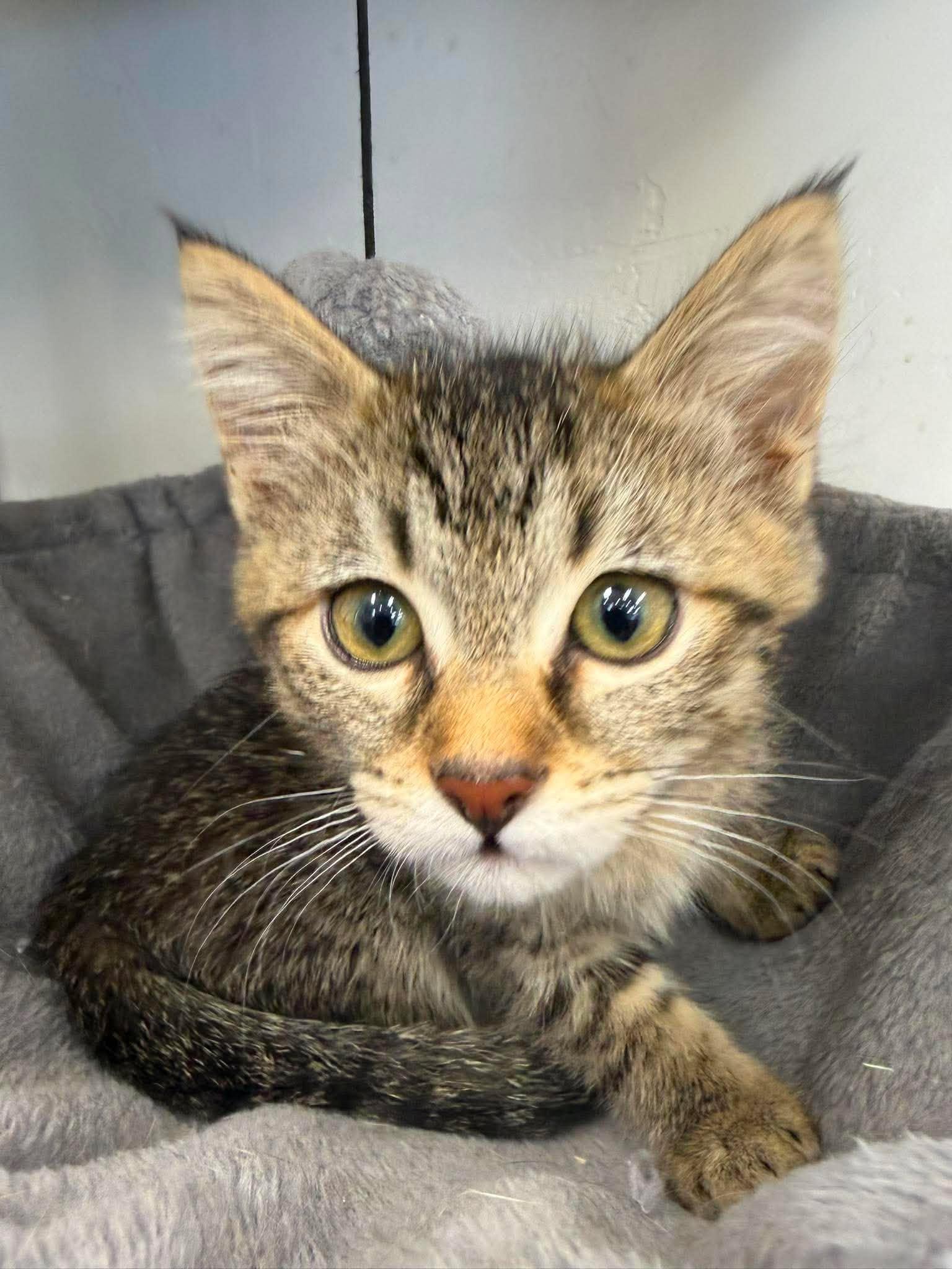 Elide, a ADOPTABLE Domestic Short Hair in Roosevelt, UT image 2/5