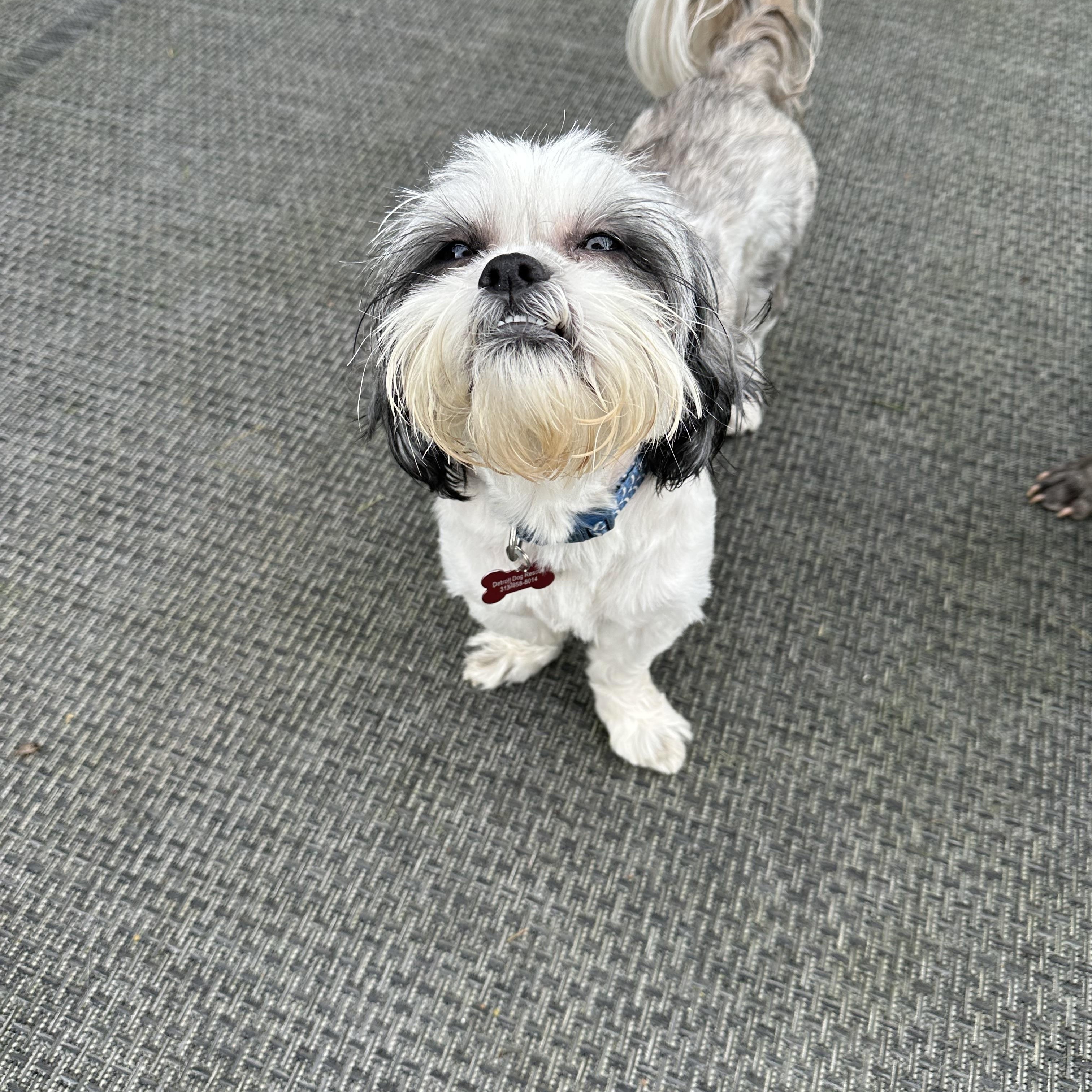 Enlarge Gizmo, a Adopted Shih Tzu in Detroit, MI image 2/3