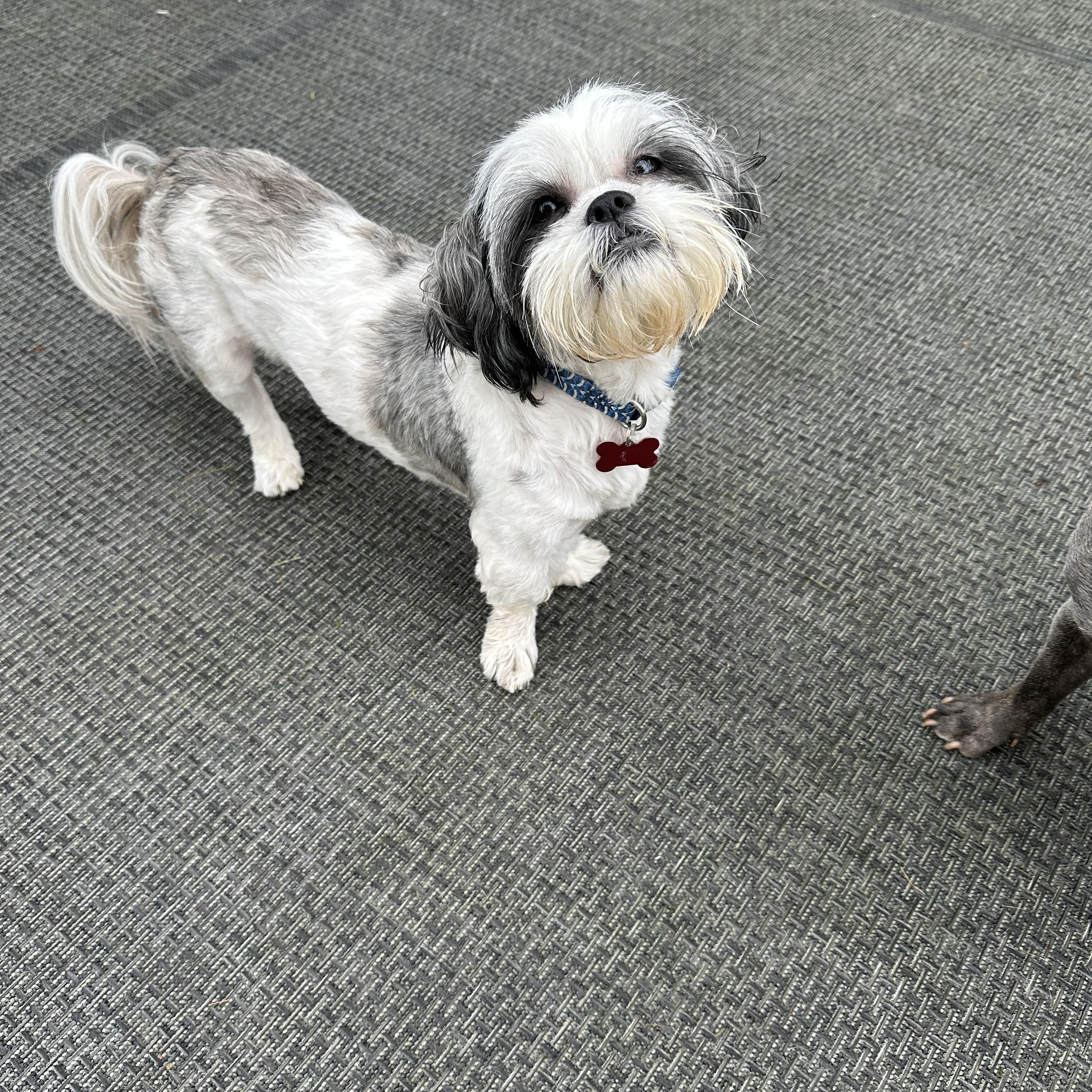 Enlarge Gizmo, a Adopted Shih Tzu in Detroit, MI image 3/3