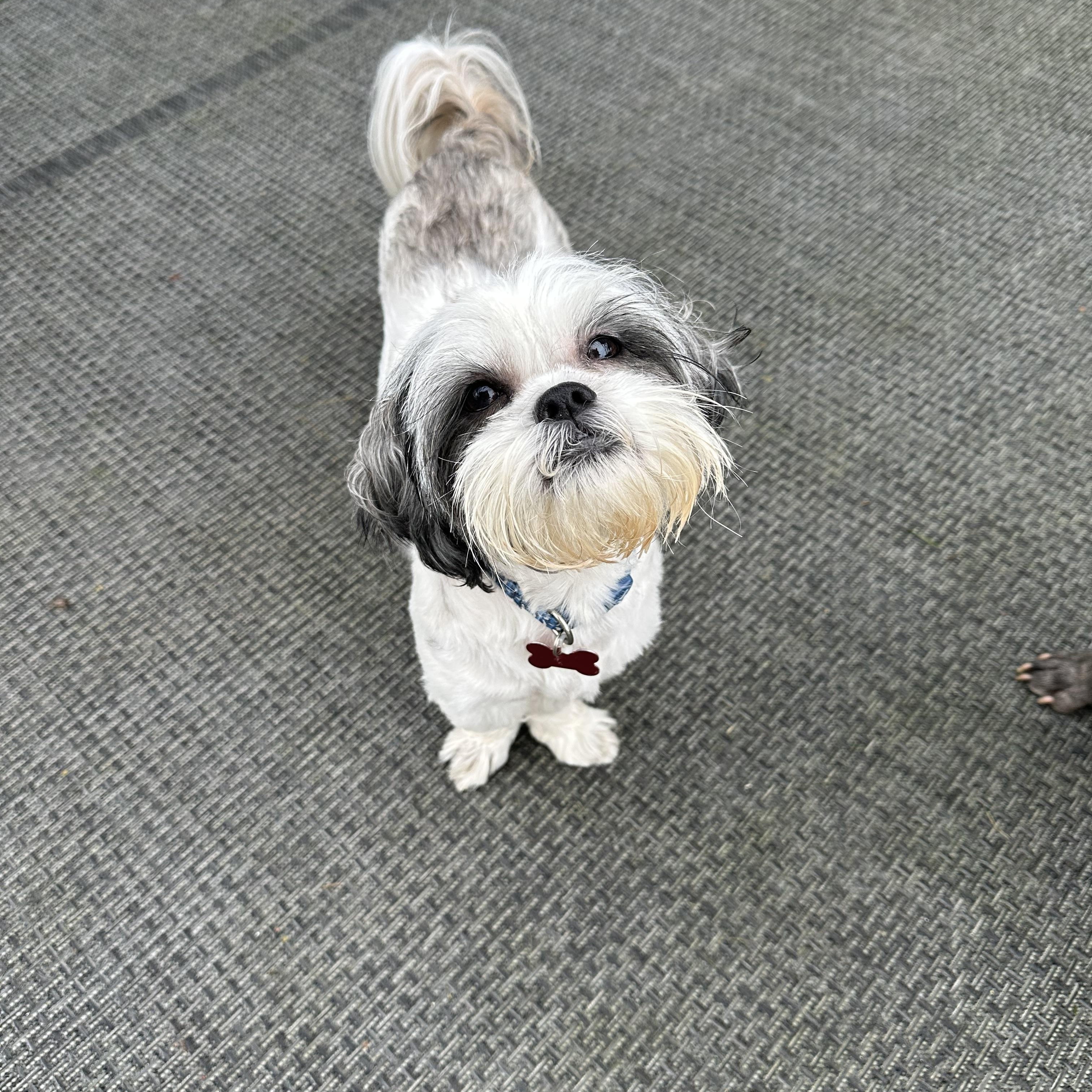 Enlarge Gizmo, a Adopted Shih Tzu in Detroit, MI image 1/3