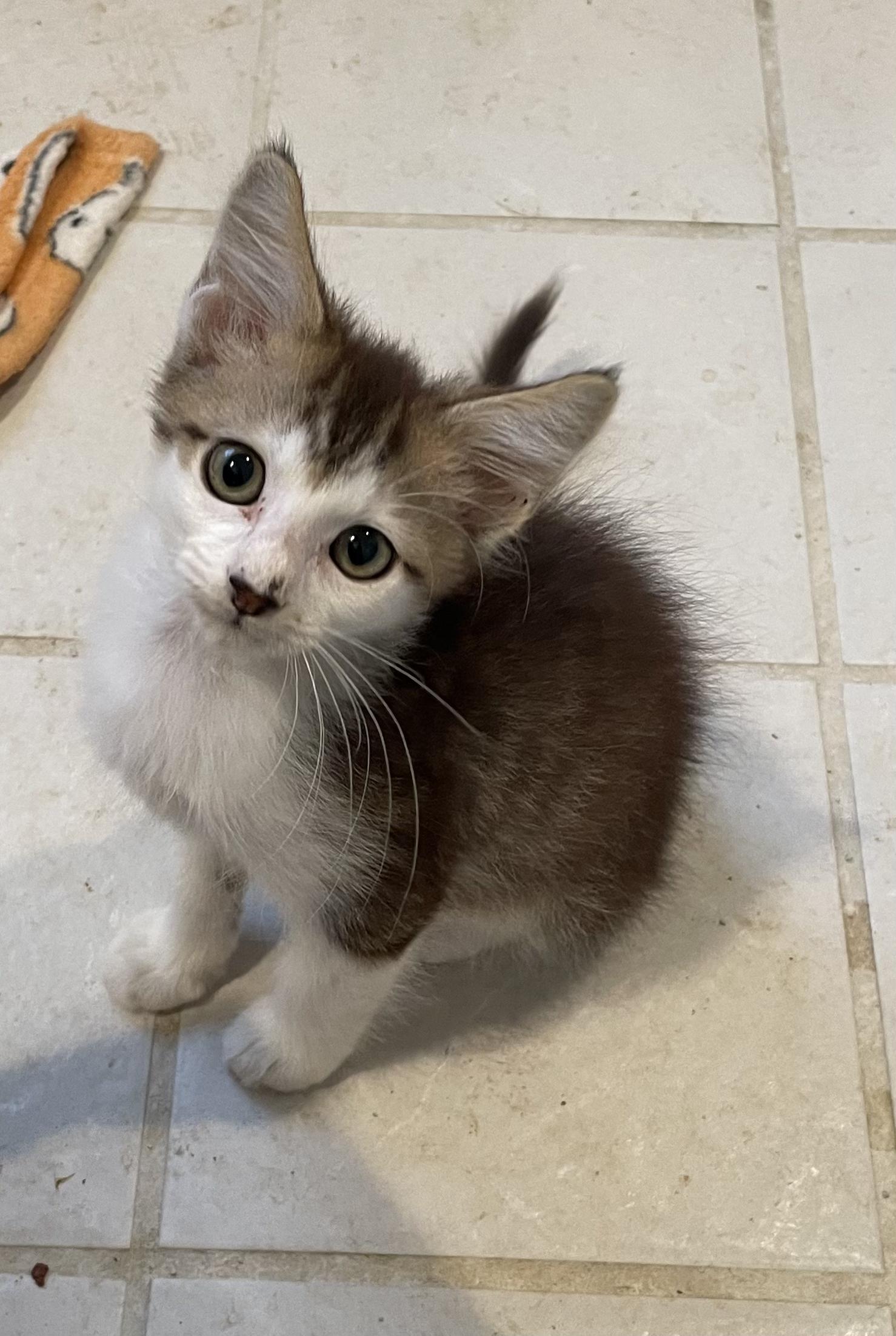 Johnny-Portofino PetSmart