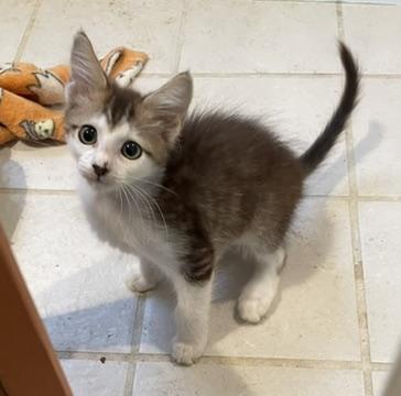 Johnny-Portofino PetSmart