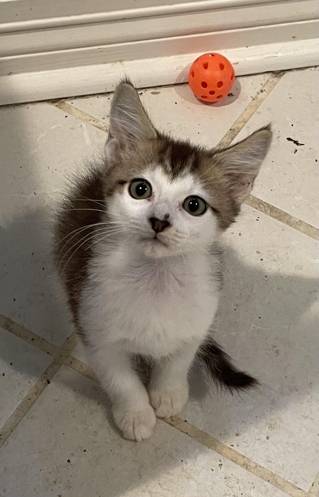 Johnny-Portofino PetSmart