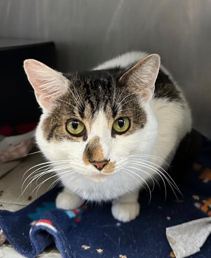 Sprinkles — thumbnail 2