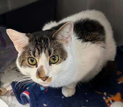 Sprinkles — thumbnail 3