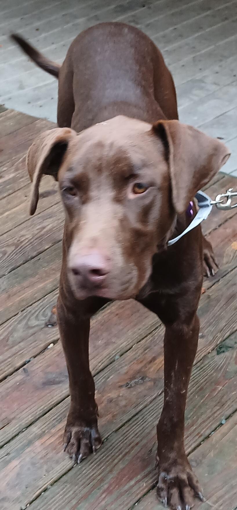 Enlarge Hershal, a Adopted mixed breed in Gardiner, NY image 4/4