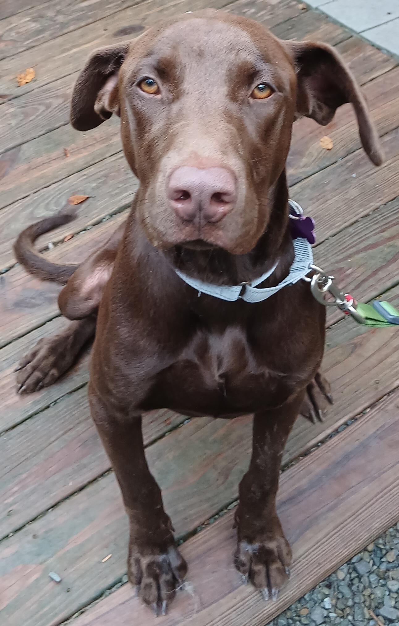 Enlarge Hershal, a Adopted mixed breed in Gardiner, NY image 2/4