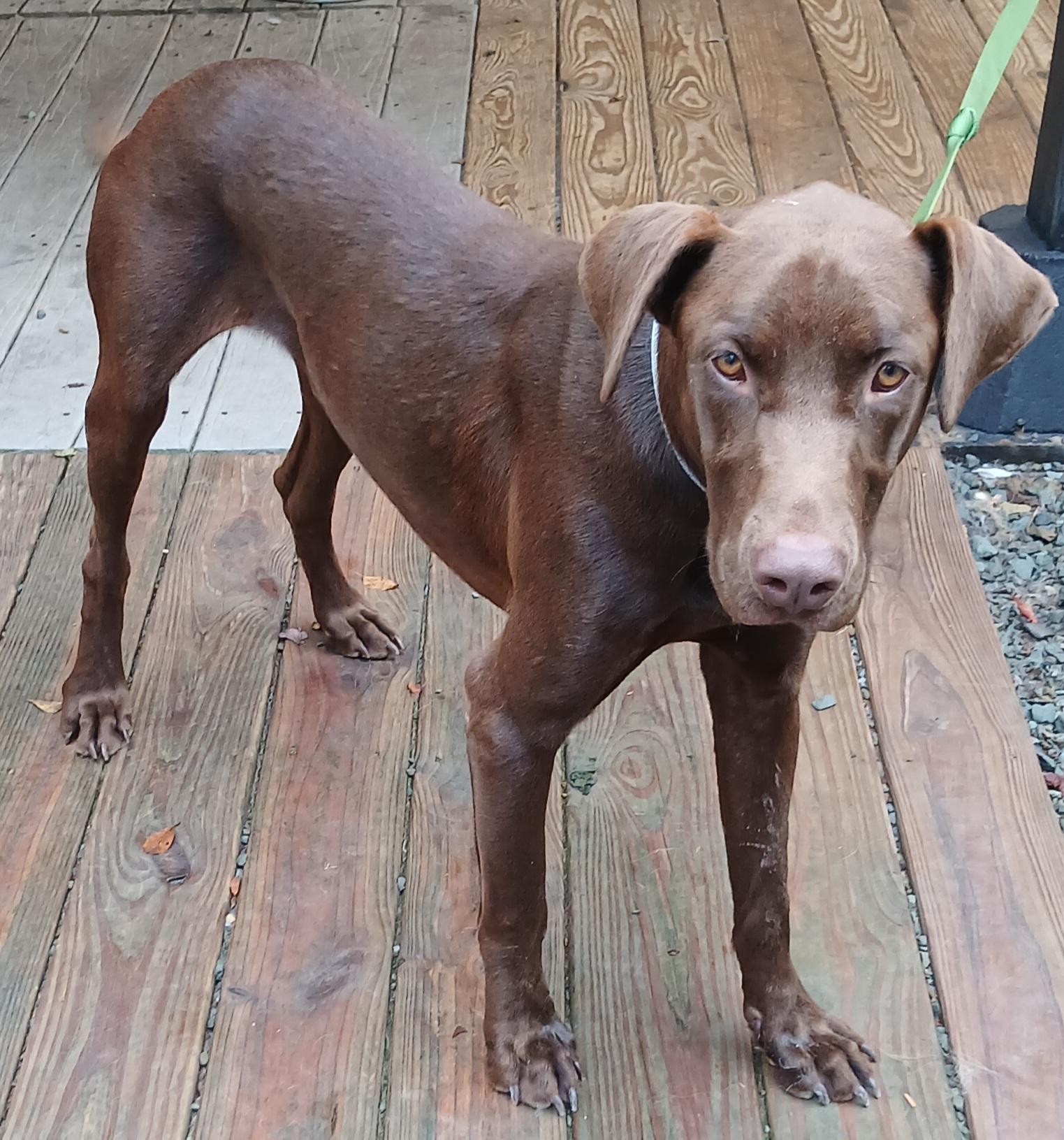 Hershal, Adopted, Young Male Doberman Pinscher & Chocolate Labrador Retriever.