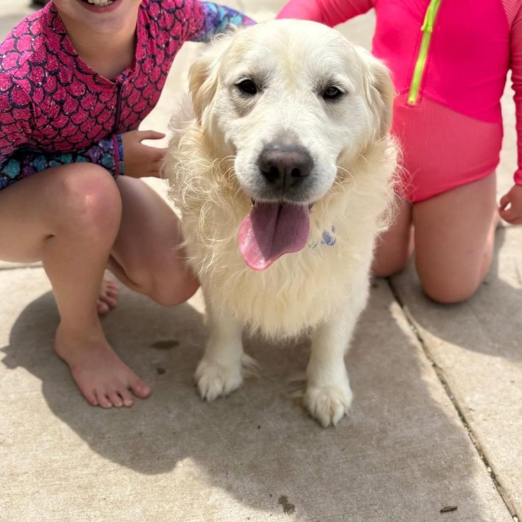 John Wayne, Adoptable, Adult Male Golden Retriever.