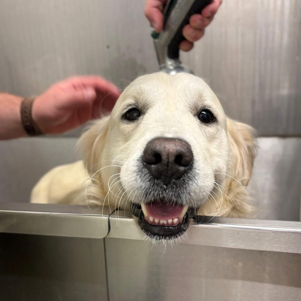 John Wayne, a Adoptable Golden Retriever in St. Charles, IL image 2/6