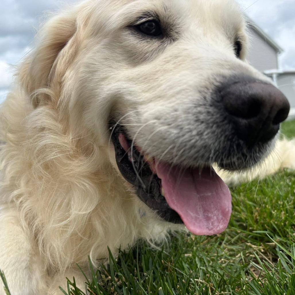 John Wayne, a Adoptable Golden Retriever in St. Charles, IL image 3/6