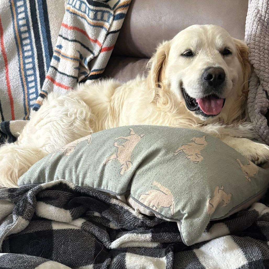John Wayne, a Adoptable Golden Retriever in St. Charles, IL image 4/6