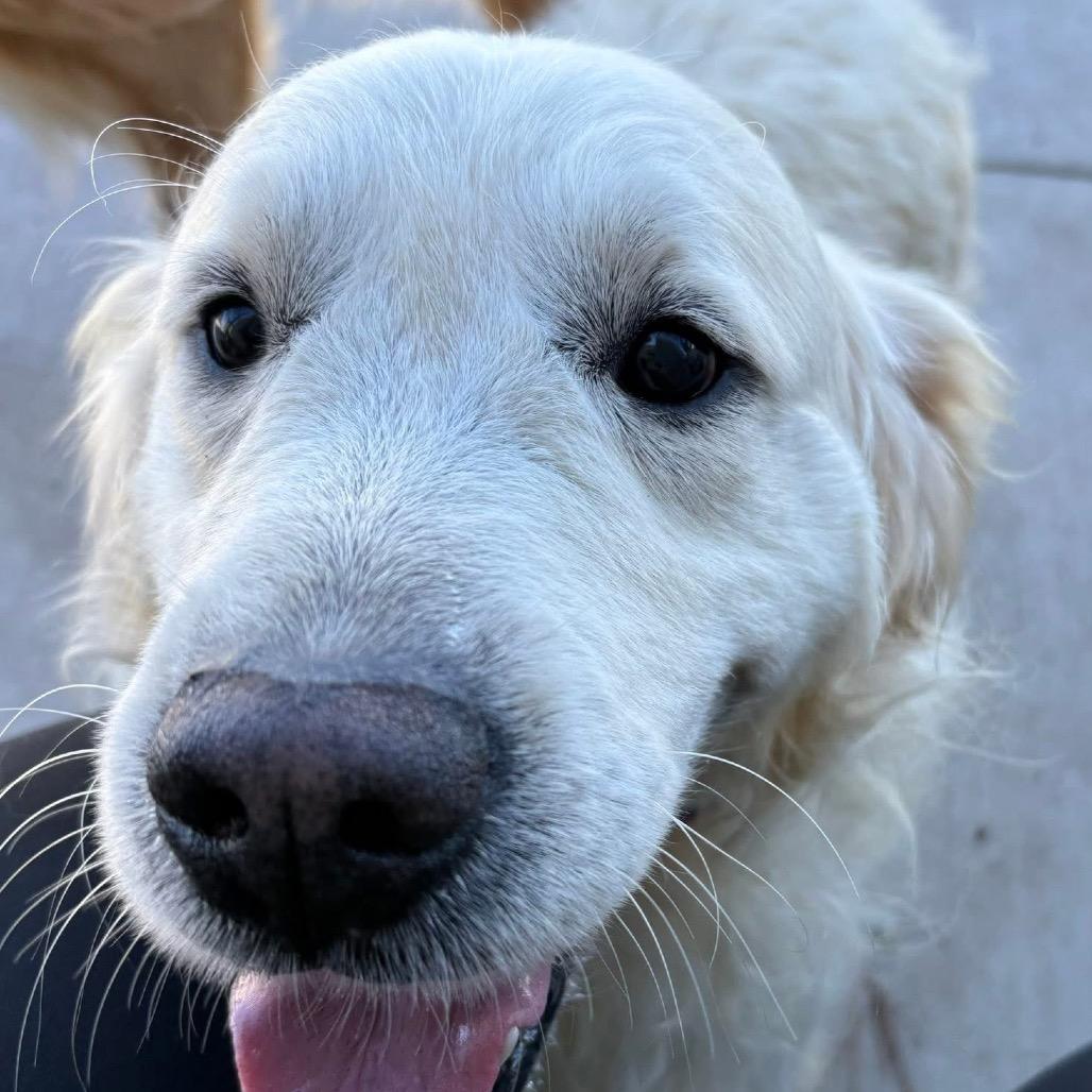 John Wayne, a Adoptable Golden Retriever in St. Charles, IL image 5/6