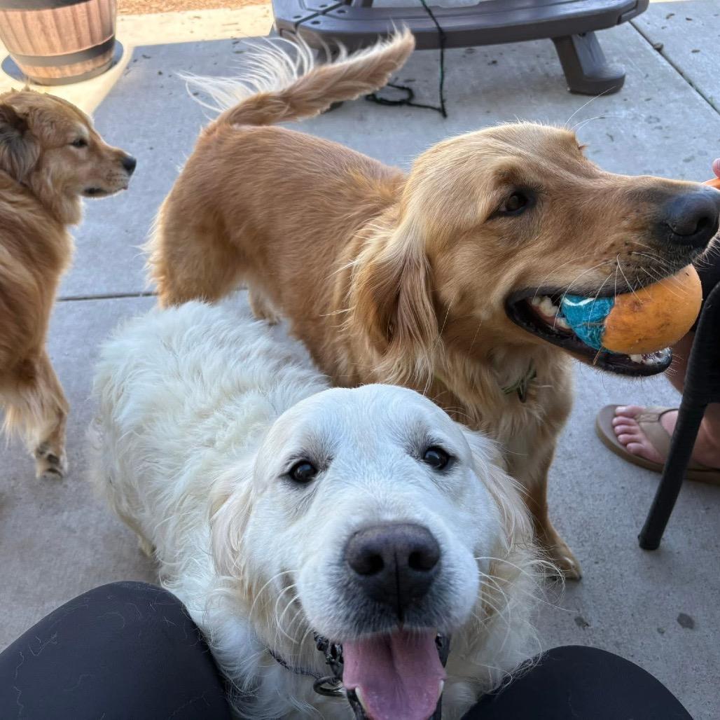 John Wayne, a Adoptable Golden Retriever in St. Charles, IL image 6/6