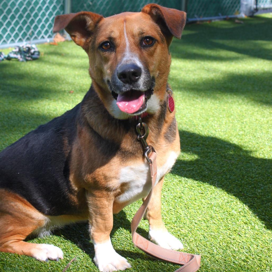Bella, Adoptable, Adult Female Cardigan Welsh Corgi & Mixed Breed.