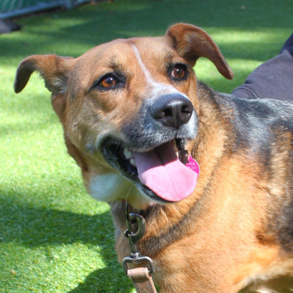 Enlarge Bella, a Adoptable mixed breed in Warwick, RI image 2/2