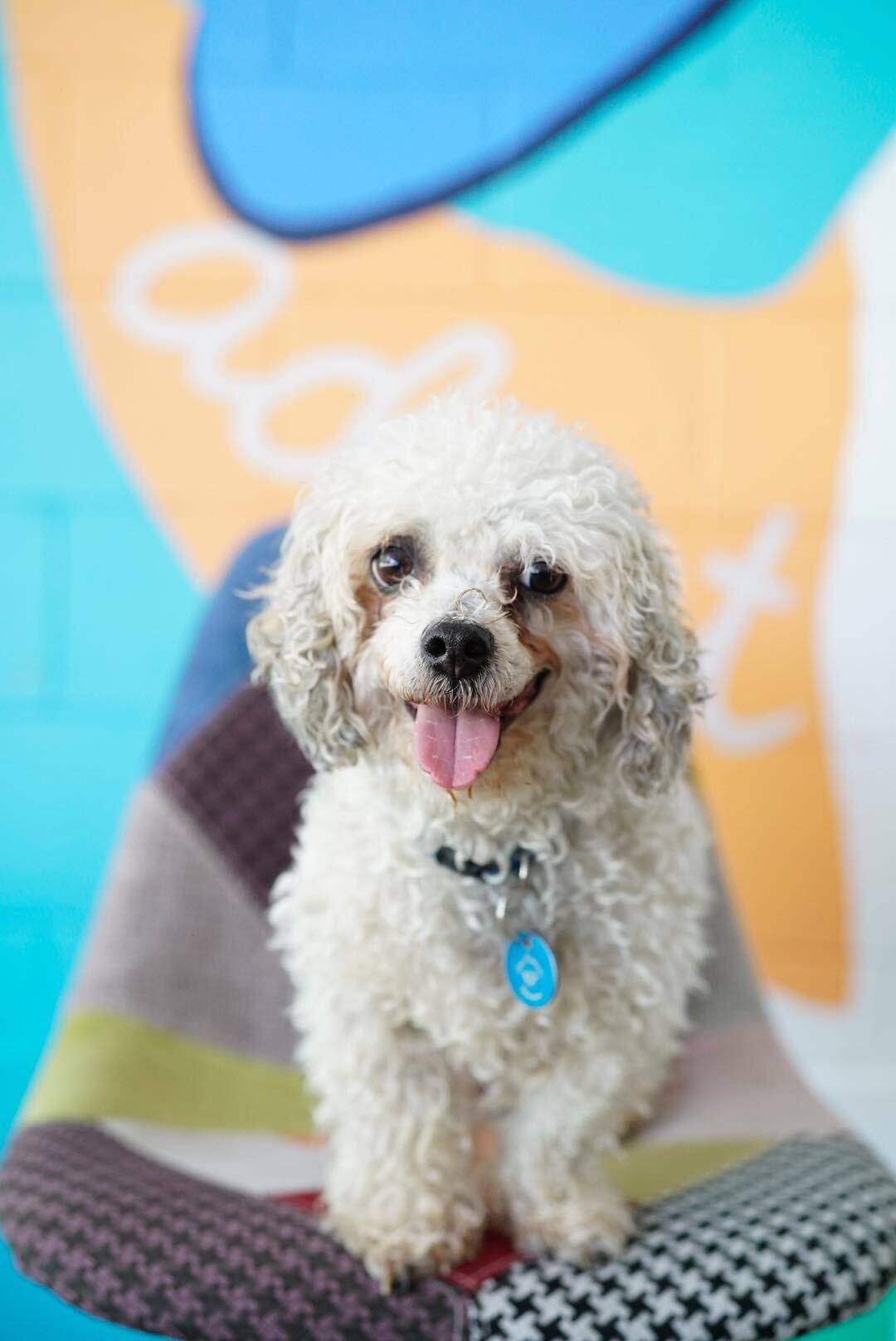 Alvin, Adult Male Miniature Poodle