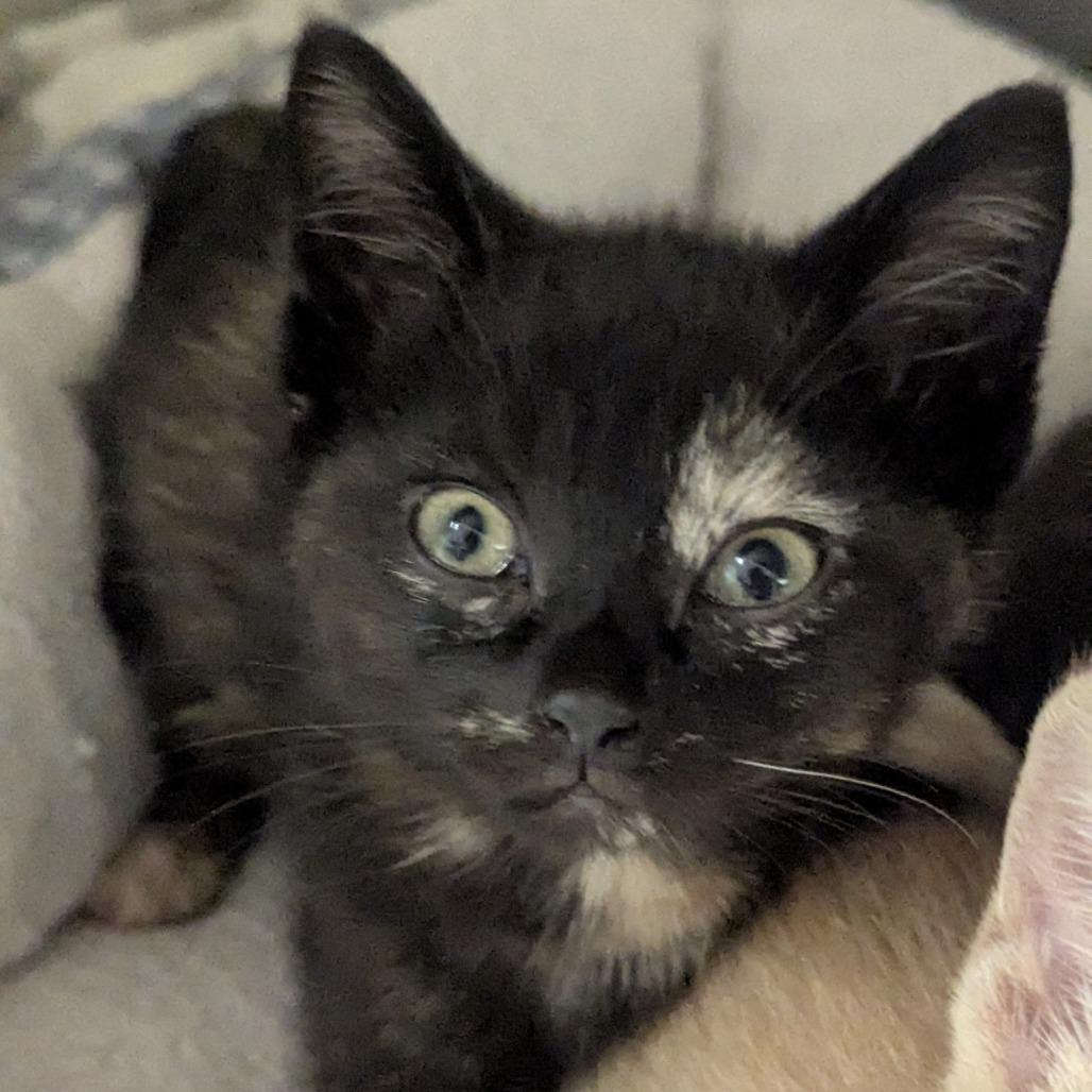 Enlarge Mollie, a Adoptable Domestic Short Hair in Fenton, MI image 1/1
