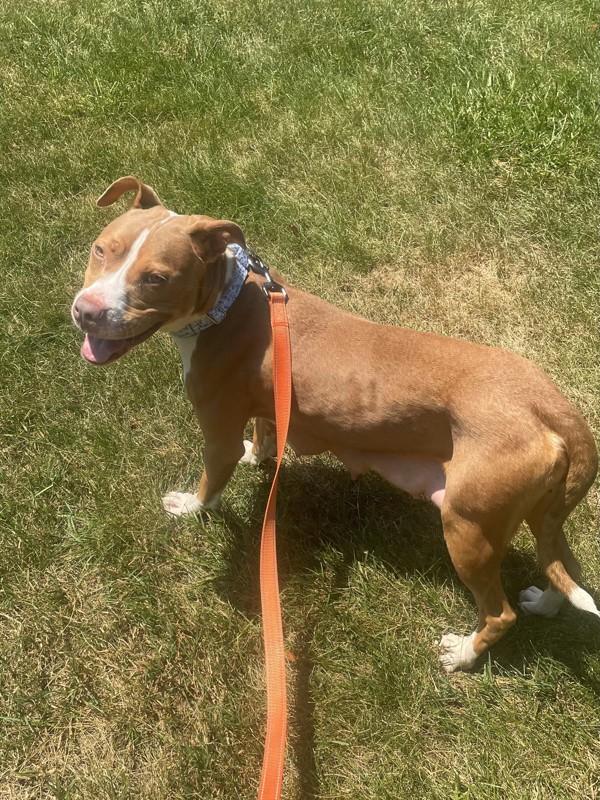 Cece, a Adoptable mixed breed in Skillman, NJ image 1/3