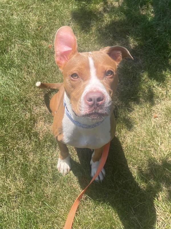 Cece, a Adoptable mixed breed in Skillman, NJ image 2/3