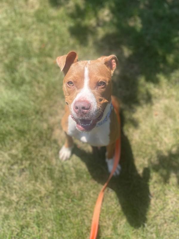 Cece, a Adoptable mixed breed in Skillman, NJ image 3/3