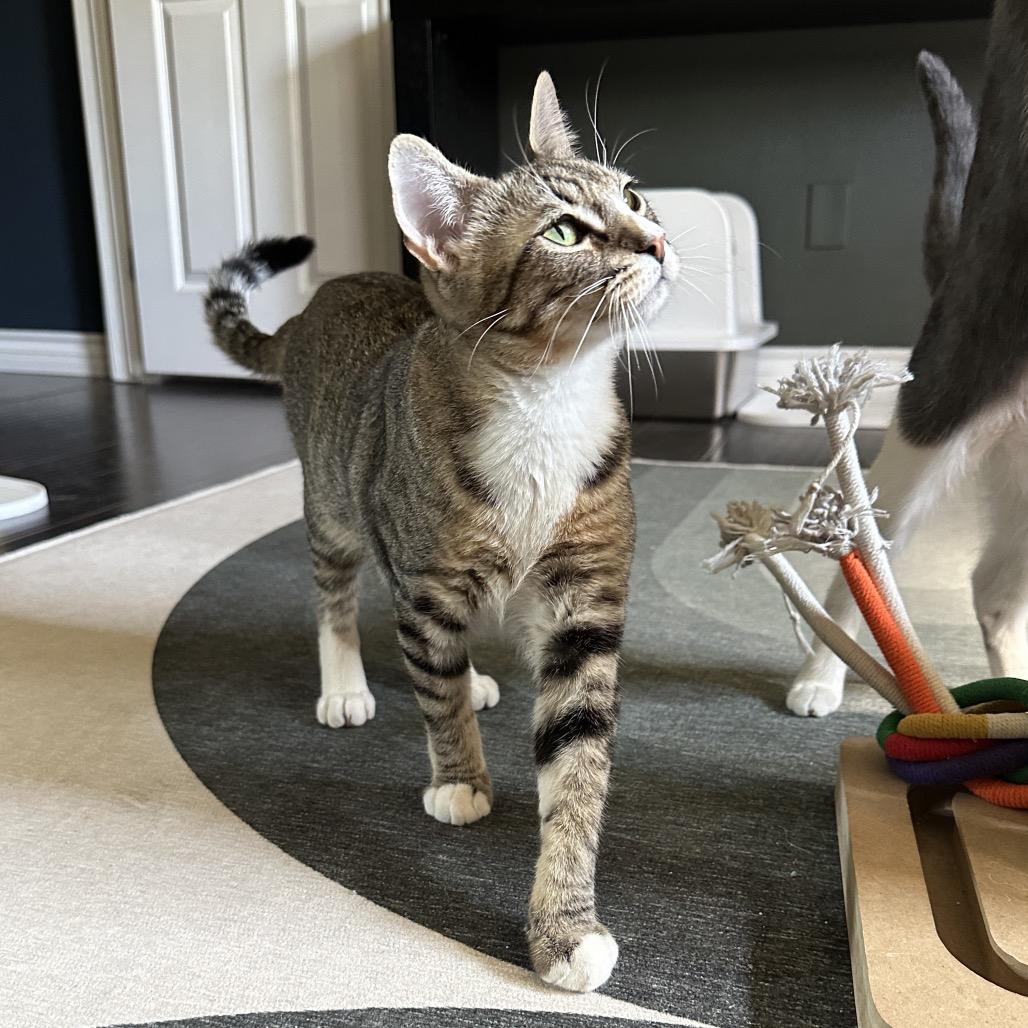 Enlarge Sonny, a Adoptable Domestic Short Hair in Long Beach, CA image 1/6