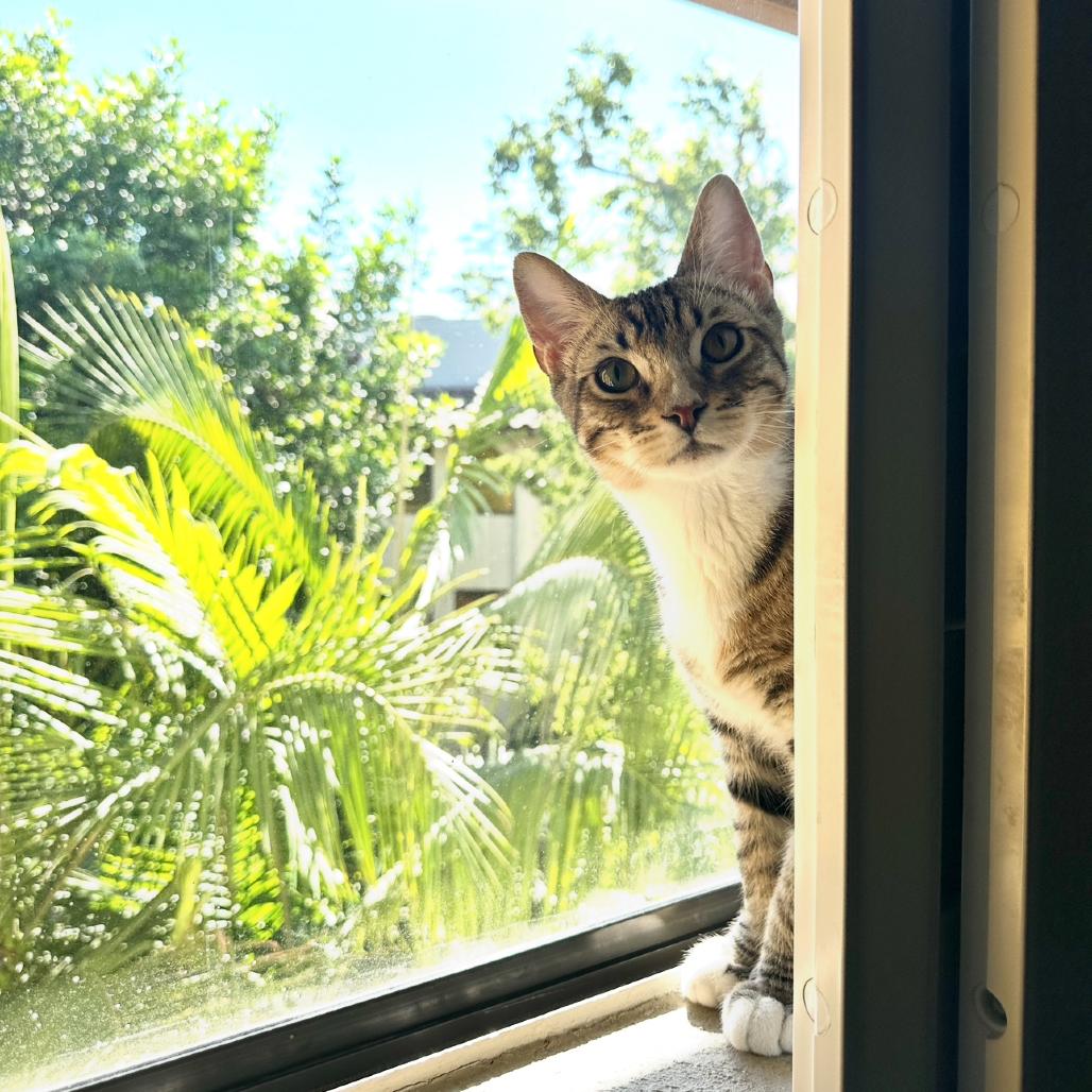 Enlarge Sonny, a Adoptable Domestic Short Hair in Long Beach, CA image 3/6