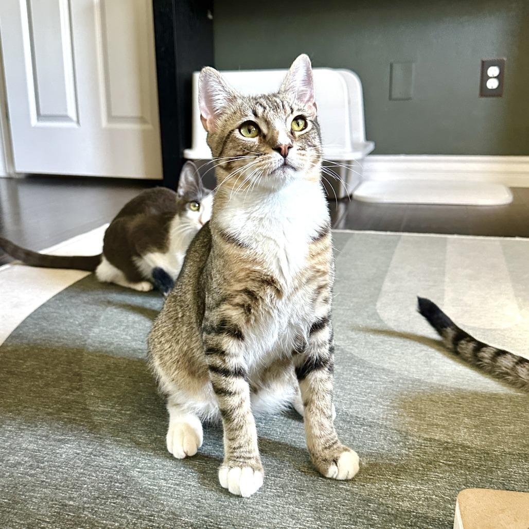 Enlarge Sonny, a Adoptable Domestic Short Hair in Long Beach, CA image 4/6