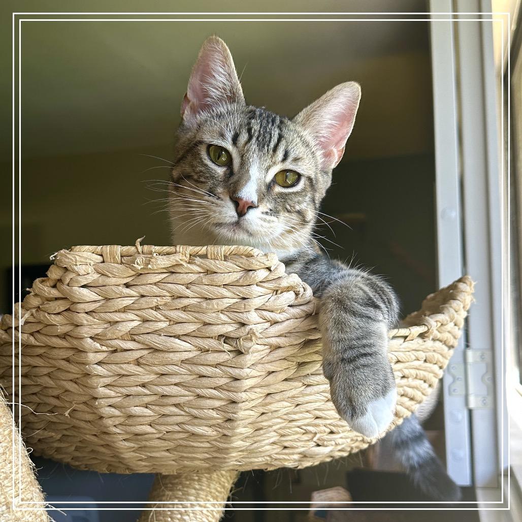 Enlarge Sonny, a Adoptable Domestic Short Hair in Long Beach, CA image 5/6