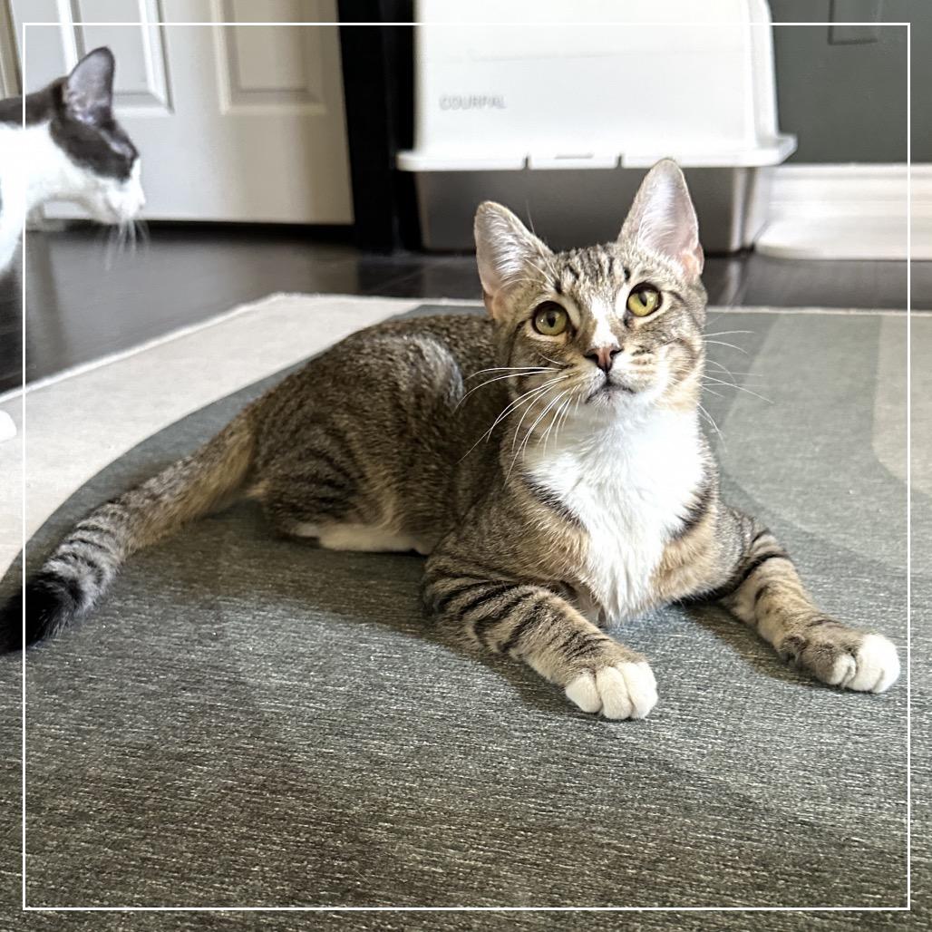 Enlarge Sonny, a Adoptable Domestic Short Hair in Long Beach, CA image 6/6