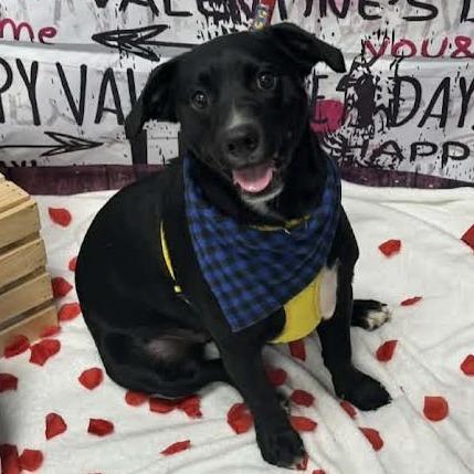 Enlarge Kenny, a Adoptable Mixed Breed in Chattanooga, TN image 1/6