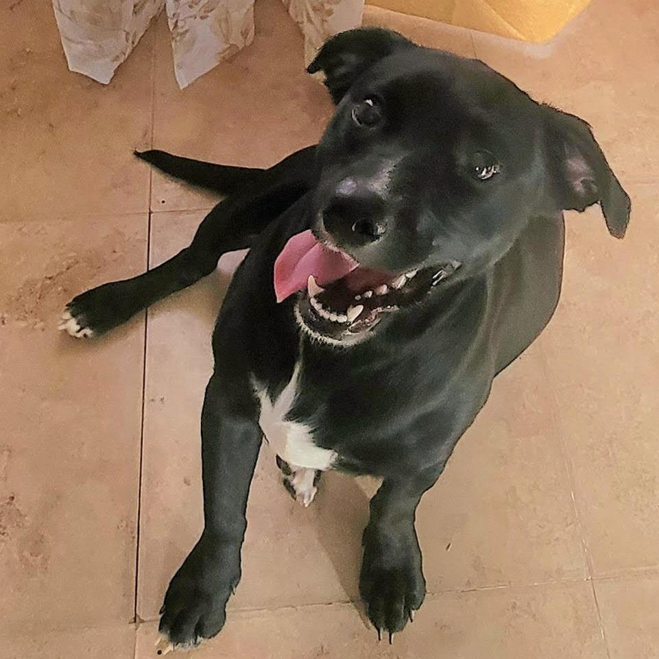 Enlarge Kenny, a Adoptable Mixed Breed in Chattanooga, TN image 2/6