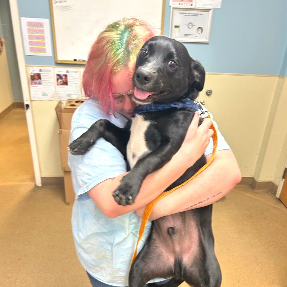 Enlarge Kenny, a Adoptable Mixed Breed in Chattanooga, TN image 3/6