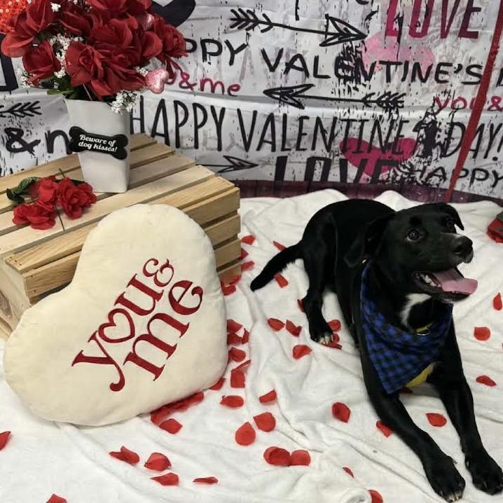 Enlarge Kenny, a Adoptable Mixed Breed in Chattanooga, TN image 4/6