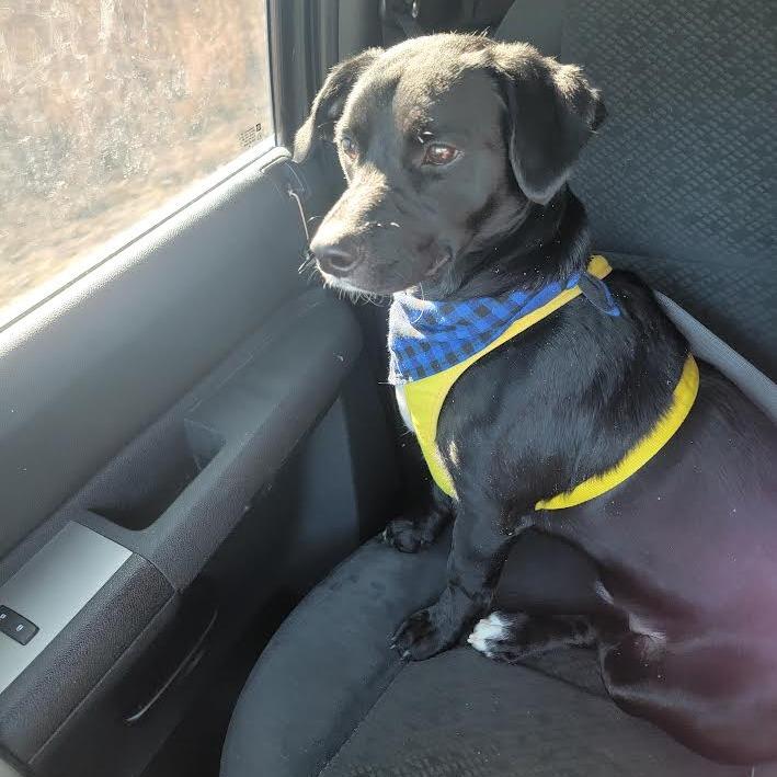 Enlarge Kenny, a Adoptable Mixed Breed in Chattanooga, TN image 5/6