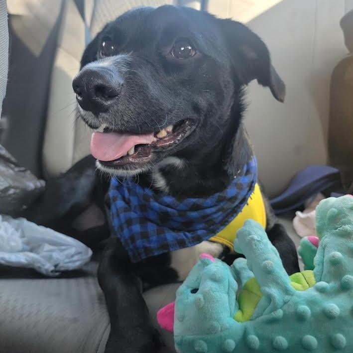 Enlarge Kenny, a Adoptable Mixed Breed in Chattanooga, TN image 6/6