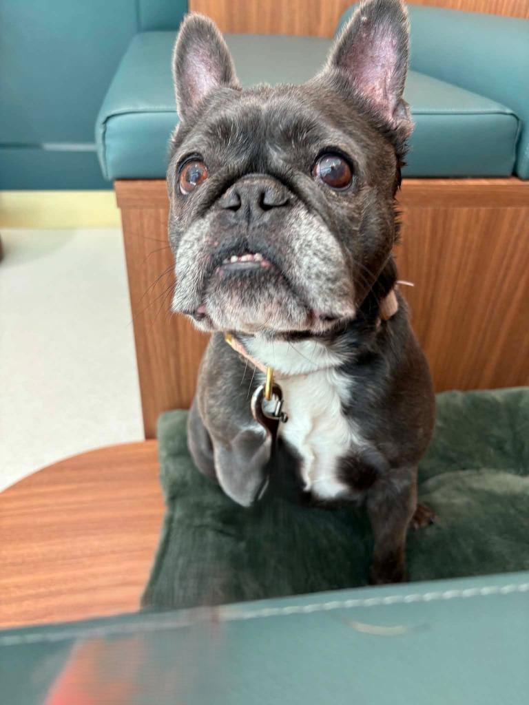 Luna, Adoptable, Adult Female French Bulldog.
