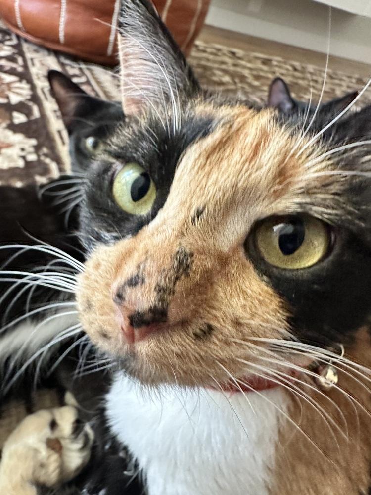 Loki — thumbnail 2