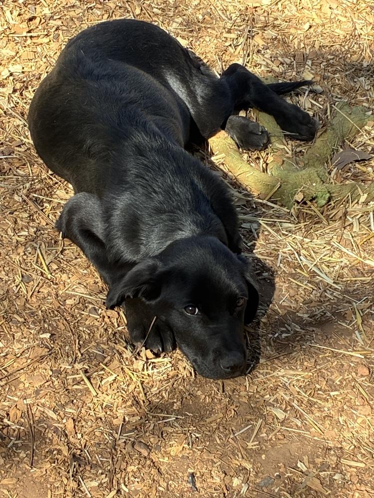 Caahan / Candy, a Adopted mixed breed in Broomfield, CO image 1/6