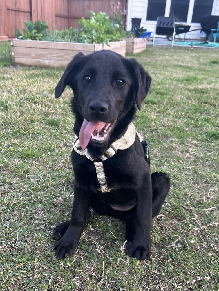 Caahan / Candy, a Adopted mixed breed in Broomfield, CO image 2/6