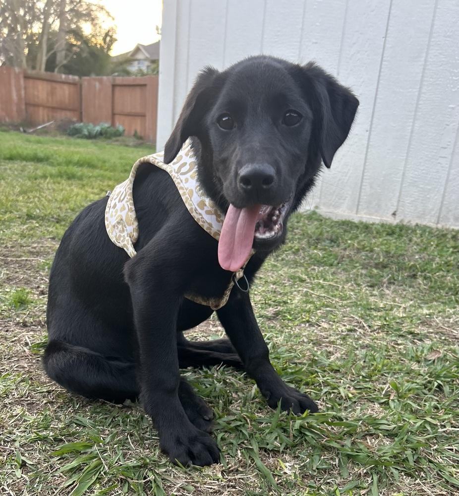 Caahan / Candy, a Adopted mixed breed in Broomfield, CO image 3/6
