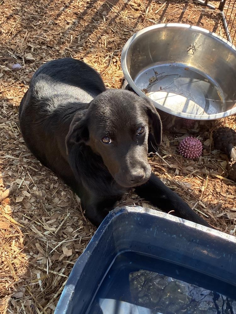 Caahan / Candy, a Adopted mixed breed in Broomfield, CO image 4/6