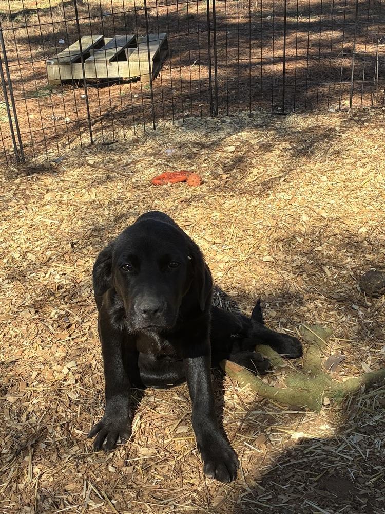 Caahan / Candy, a Adopted mixed breed in Broomfield, CO image 5/6