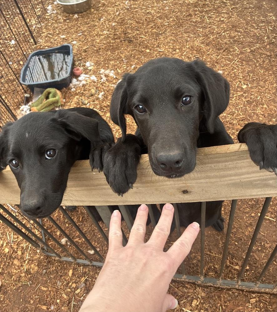 Caahan / Candy, a Adopted mixed breed in Broomfield, CO image 6/6